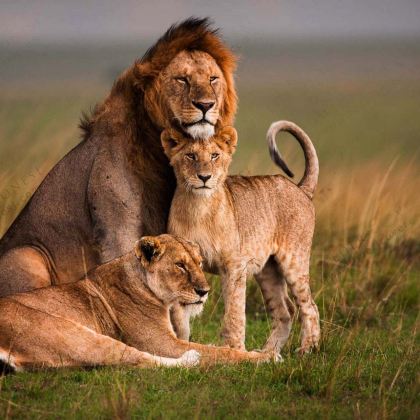 肯尼亚12日11晚私家团 肯尼亚12日11晚私家团