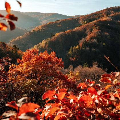 成都+巴中+恩阳古镇+光雾山旅游景区+米仓山国家森林公园+十八月潭景区+成都大熊猫繁育研究基地+三星堆博物馆6日5晚拼小团 成都+巴中+恩阳古镇+光雾山旅游景区+米仓山国家森林公园+十八月潭景区+成都大熊猫繁育研究基地+三星堆博物馆6日5晚拼小团