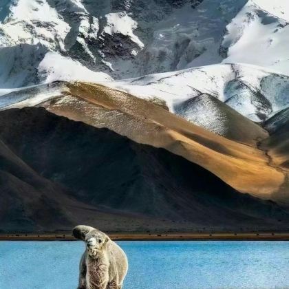 新疆乌鲁木齐+南疆+塔什库尔干+喀什市+库车+帕米尔高原+库尔勒8日7晚跟团游 新疆乌鲁木齐+南疆+塔什库尔干+喀什市+库车+帕米尔高原+库尔勒8日7晚跟团游