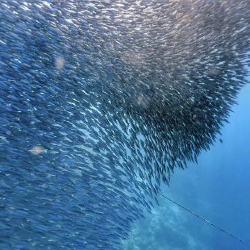 菲律宾马尼拉+薄荷岛+宿务9日8晚私家团 菲律宾马尼拉+薄荷岛+宿务9日8晚私家团