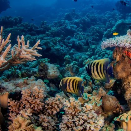 澳大利亚+黄金海岸+布里斯班11日9晚拼小团 澳大利亚+黄金海岸+布里斯班11日9晚拼小团