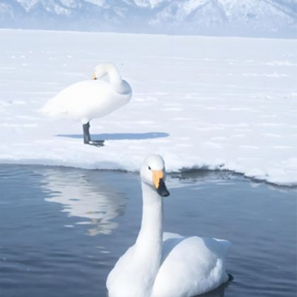 日本北海道+带广+阿寒湖+网走+札幌7日6晚私家团 日本北海道+带广+阿寒湖+网走+札幌7日6晚私家团