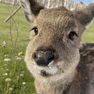 吉林长春+长白山+延吉+哈尔滨+漠河9日8晚私家团 吉林长春+长白山+延吉+哈尔滨+漠河9日8晚私家团