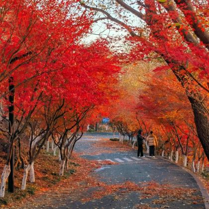 南京+无锡+苏州+乌镇+杭州7日6晚私家团 南京+无锡+苏州+乌镇+杭州7日6晚私家团