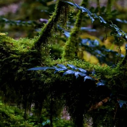 玉溪+沧源+景迈山茶林文化景区7日6晚私家团 玉溪+沧源+景迈山茶林文化景区7日6晚私家团