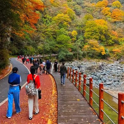 西安+光雾山旅游景区+米仓山国家森林公园6日5晚跟团游 西安+光雾山旅游景区+米仓山国家森林公园6日5晚跟团游