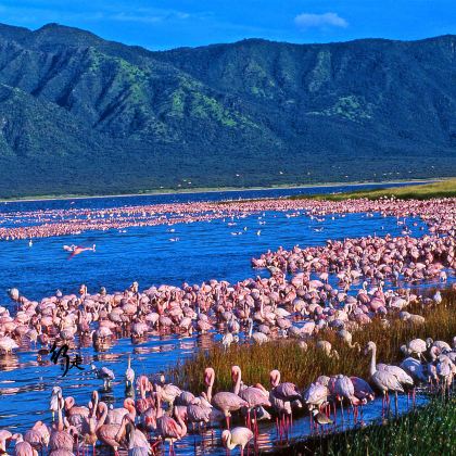 肯尼亚五大国家公园+两大湖泊12日跟团游