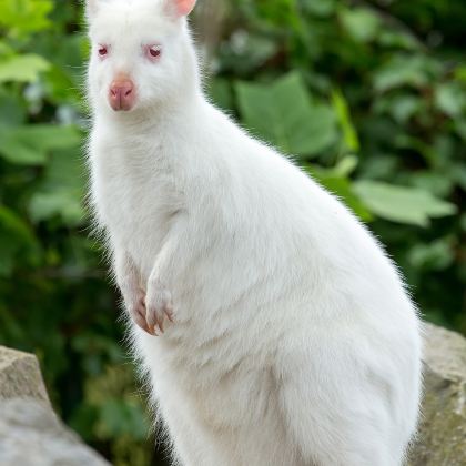 澳大利亚墨尔本+霍巴特+悉尼11日9晚拼小团 澳大利亚墨尔本+霍巴特+悉尼11日9晚拼小团