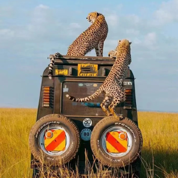 肯尼亚+坦桑尼亚+马赛马拉国家保护区+塞伦盖蒂国家公园9日7晚私家团 肯尼亚+坦桑尼亚+马赛马拉国家保护区+塞伦盖蒂国家公园9日7晚私家团