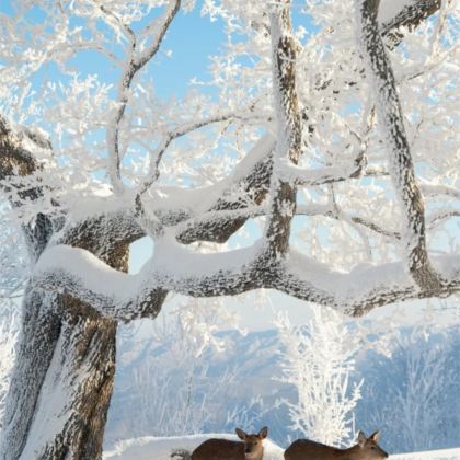 吉林长白山+延吉6日5晚跟团游 吉林长白山+延吉6日5晚跟团游