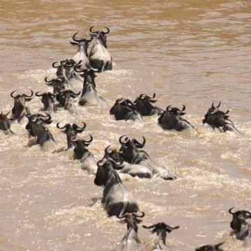 肯尼亚安博塞利+马赛马拉国家保护区+纳库鲁+奈瓦沙湖10日9晚私家团 肯尼亚安博塞利+马赛马拉国家保护区+纳库鲁+奈瓦沙湖10日9晚私家团