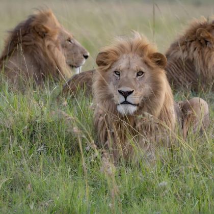 肯尼亚12日11晚拼小团 肯尼亚12日11晚拼小团