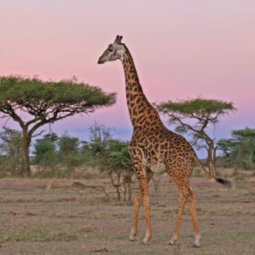 肯尼亚马赛马拉国家保护区9日6晚私家团 肯尼亚马赛马拉国家保护区9日6晚私家团