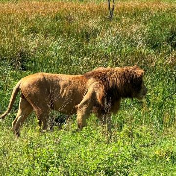 坦桑尼亚+塞伦盖蒂国家公园+恩戈罗恩戈罗火山口+桑给巴尔岛12日10晚拼小团 坦桑尼亚+塞伦盖蒂国家公园+恩戈罗恩戈罗火山口+桑给巴尔岛12日10晚拼小团