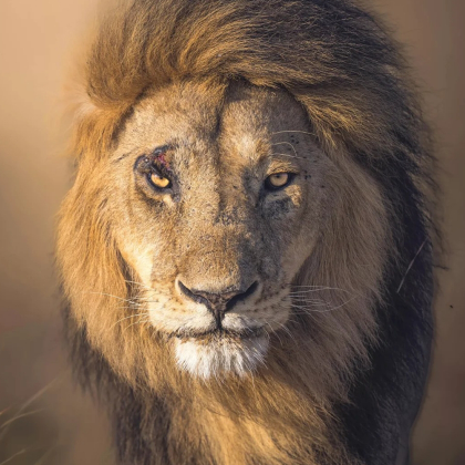 肯尼亚+坦桑尼亚+安波塞利国家公园+塞伦盖蒂国家公园13日11晚私家团 肯尼亚+坦桑尼亚+安波塞利国家公园+塞伦盖蒂国家公园13日11晚私家团