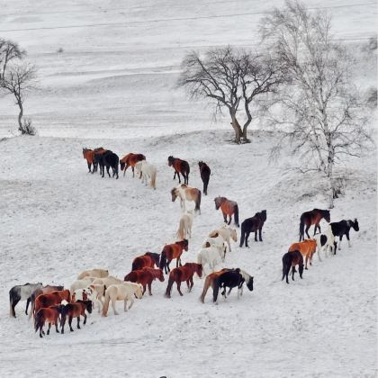 北京+崇礼区+坝上+承德5日4晚跟团游 北京+崇礼区+坝上+承德5日4晚跟团游