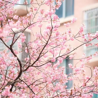 武汉+黄鹤楼+长江三峡+三峡大坝3日2晚跟团游 武汉+黄鹤楼+长江三峡+三峡大坝3日2晚跟团游