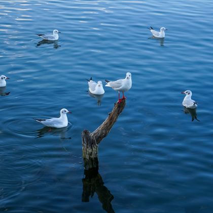 瑞士苏黎世+卢塞恩+因特拉肯6日5晚自由行 瑞士苏黎世+卢塞恩+因特拉肯6日5晚自由行