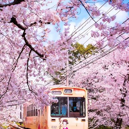 日本东京+富士山+大阪+京都+奈良+镰仓市9日8晚跟团游 日本东京+富士山+大阪+京都+奈良+镰仓市9日8晚跟团游
