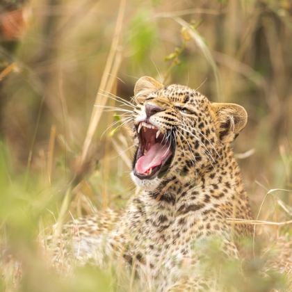 肯尼亚+阿联酋14日13晚自由行 肯尼亚+阿联酋14日13晚自由行