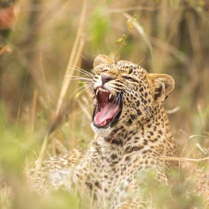 肯尼亚马赛马拉国家公园10日自由行 肯尼亚马赛马拉国家公园10日自由行