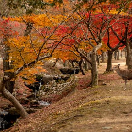 日本6日5晚私家团 日本6日5晚私家团