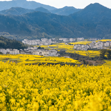 黄山风景区+婺源+宏村景区4日3晚跟团游 黄山风景区+婺源+宏村景区4日3晚跟团游