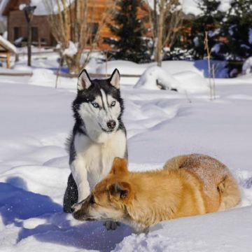 新疆北疆+乌鲁木齐+喀纳斯+禾木风景区+赛里木湖8日7晚跟团游 新疆北疆+乌鲁木齐+喀纳斯+禾木风景区+赛里木湖8日7晚跟团游