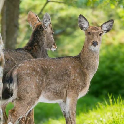 延吉+长白山+哈尔滨6日5晚私家团 延吉+长白山+哈尔滨6日5晚私家团