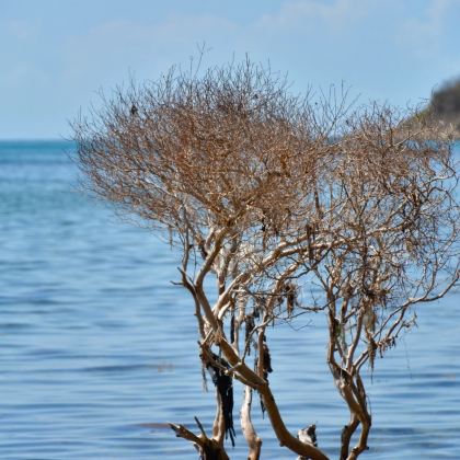 澳大利亚+新西兰+巴布亚新几内亚13日12晚跟团游 澳大利亚+新西兰+巴布亚新几内亚13日12晚跟团游