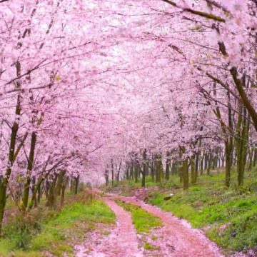 贵州贵阳+黄果树景区+荔波小七孔景区+西江千户苗寨+中国天眼景区6日5晚私家团 贵州贵阳+黄果树景区+荔波小七孔景区+西江千户苗寨+中国天眼景区6日5晚私家团