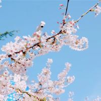 山东青岛+威海+烟台+蓬莱5日4晚跟团游 山东青岛+威海+烟台+蓬莱5日4晚跟团游