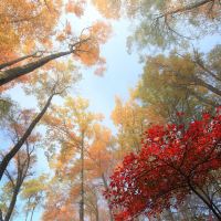 成都+剑门关+阆中古城+巴中+光雾山+米仓山国家森林公园+十八月潭景区6日5晚私家团 成都+剑门关+阆中古城+巴中+光雾山+米仓山国家森林公园+十八月潭景区6日5晚私家团