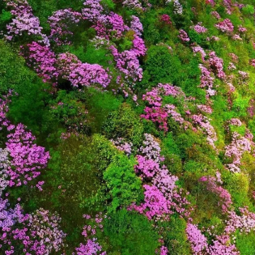 武汉+神农架+宜昌长江三峡+恩施市8日7晚跟团游 武汉+神农架+宜昌长江三峡+恩施市8日7晚跟团游