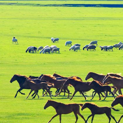 内蒙古呼和浩特+辉腾锡勒草原+响沙湾5日4晚私家团 内蒙古呼和浩特+辉腾锡勒草原+响沙湾5日4晚私家团