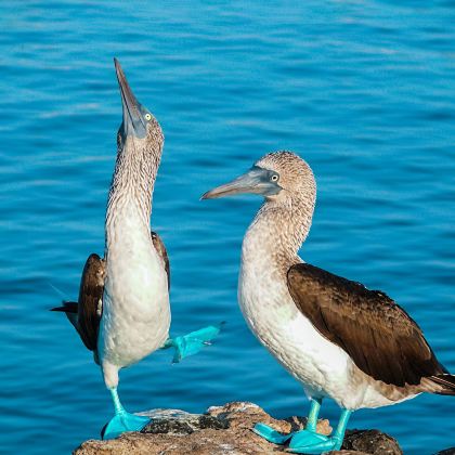 墨西哥墨西哥城+哥斯达黎加圣何塞+巴拿马巴拿马城+哥伦比亚波哥大+多米尼加共和国圣多明戈+牙买加金斯敦+古巴哈瓦那+厄瓜多尔29日28晚跟团游 墨西哥墨西哥城+哥斯达黎加圣何塞+巴拿马巴拿马城+哥伦比亚波哥大+多米尼加共和国圣多明戈+牙买加金斯敦+古巴哈瓦那+厄瓜多尔29日28晚跟团游