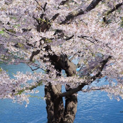 日本札幌6日5晚自由行 日本札幌6日5晚自由行