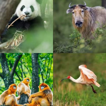 动物保护·陕西秦岭6天探密亲子营.零距离接触熊猫+独特的户外体验。 动物保护·陕西秦岭6天探密亲子营.零距离接触熊猫+独特的户外体验。