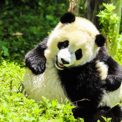 重庆+成都+三星堆博物馆5日4晚拼小团 重庆+成都+三星堆博物馆5日4晚拼小团