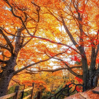 汉中+米仓山国家森林公园+汉中龙头山国际旅游度假区+光雾山旅游景区5日4晚拼小团 汉中+米仓山国家森林公园+汉中龙头山国际旅游度假区+光雾山旅游景区5日4晚拼小团