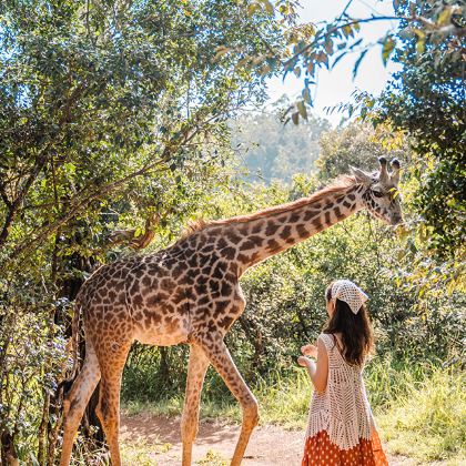 肯尼亚内罗毕+安博塞利+马赛马拉国家公园+奈瓦沙+纳库鲁8日7晚拼小团 肯尼亚内罗毕+安博塞利+马赛马拉国家公园+奈瓦沙+纳库鲁8日7晚拼小团