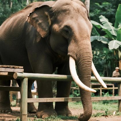 腾冲+瑞丽+芒市+西双版纳9日8晚跟团游 腾冲+瑞丽+芒市+西双版纳9日8晚跟团游