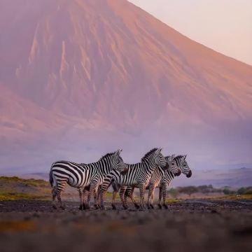 坦桑尼亚+曼雅拉湖国家公园10日9晚私家团 坦桑尼亚+曼雅拉湖国家公园10日9晚私家团