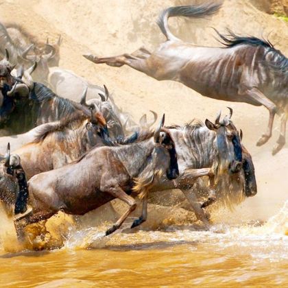 肯尼亚12日11晚拼小团 肯尼亚12日11晚拼小团