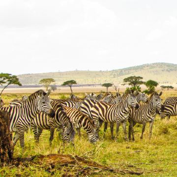 坦桑尼亚11日9晚私家团 坦桑尼亚11日9晚私家团