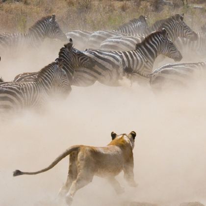 坦桑尼亚10日自由行 坦桑尼亚10日自由行