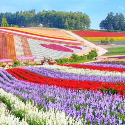 日本北海道6日5晚跟团游 日本北海道6日5晚跟团游
