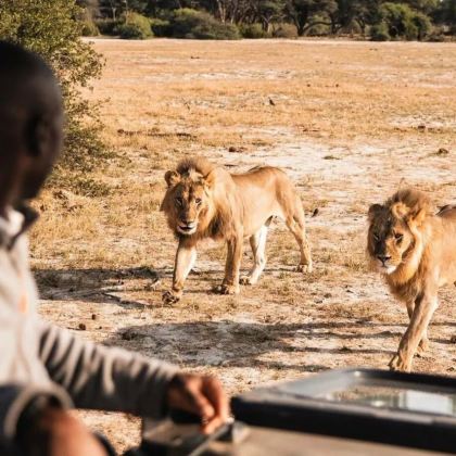 坦桑尼亚+塞伦盖蒂国家公园+塔兰吉雷国家公园+恩戈罗恩戈罗保护区8日7晚私家团 坦桑尼亚+塞伦盖蒂国家公园+塔兰吉雷国家公园+恩戈罗恩戈罗保护区8日7晚私家团