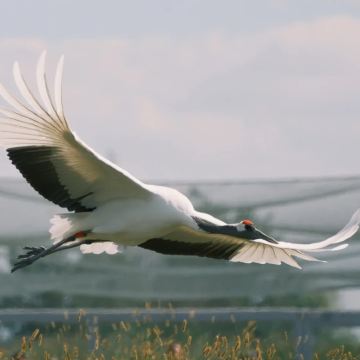 盐城市博物馆+盐镇水街+丹顶鹤湿地生态旅游区+大洋湾生态旅游景区+淮安+周恩来纪念馆4日3晚私家团 盐城市博物馆+盐镇水街+丹顶鹤湿地生态旅游区+大洋湾生态旅游景区+淮安+周恩来纪念馆4日3晚私家团