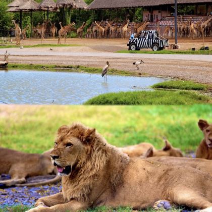 泰国曼谷曼谷野生动物世界+清迈夜间野生动物园+秘密大象营+塔佩门+大皇宫+粘粘瀑布7日6晚拼小团 泰国曼谷曼谷野生动物世界+清迈夜间野生动物园+秘密大象营+塔佩门+大皇宫+粘粘瀑布7日6晚拼小团